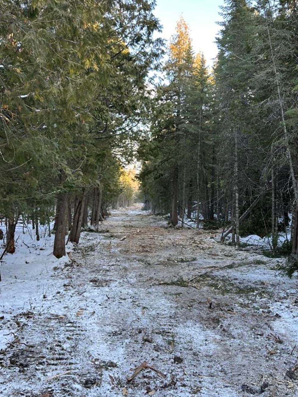 Hero image for Freedom Forestry